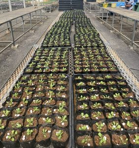 名護市「花の里づくり秋のフラワーキャンペーン」参加